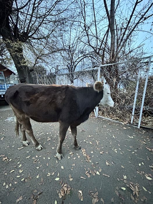 Екі Сиыр  сатылады , Алатау пародасы