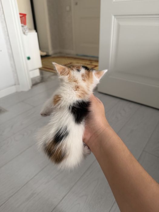 Котенки 1 месяцев СРОЧНО ПРОДАМ