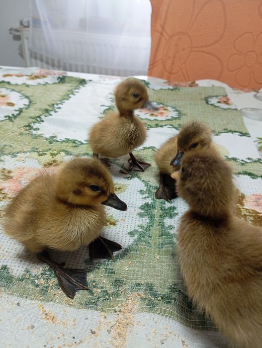 Boboci Kaky Campbell