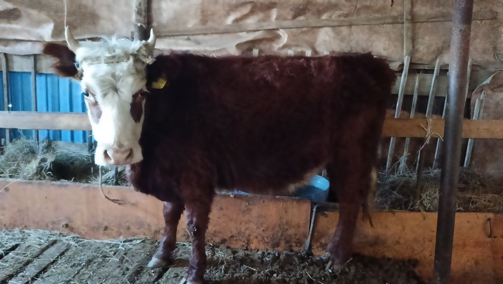 Буаз жас қашар сатылады.