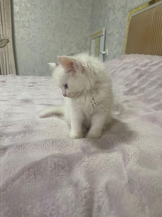 Мушугимни  хадьяга бераман ( отдадим в добрые руки бесплатно)