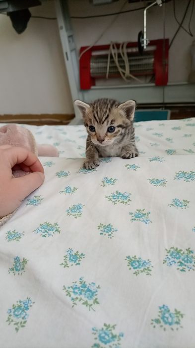 Котёнок мальчик продам.