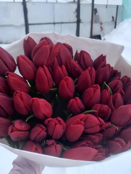 Тюльпаны в наличие