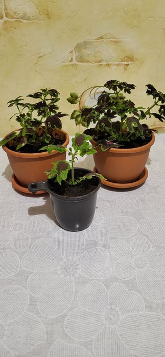 Продам комнатные цветы колеусы