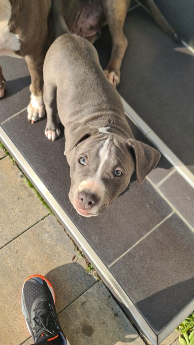 Femela amstaff Blue