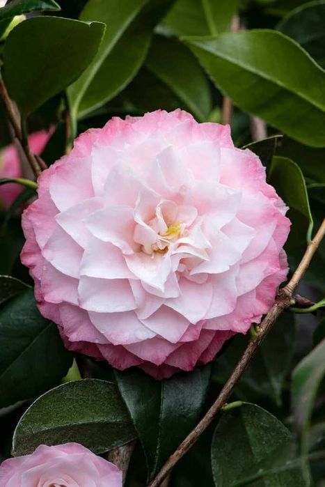 Camellia japonica galben alb roz rosu