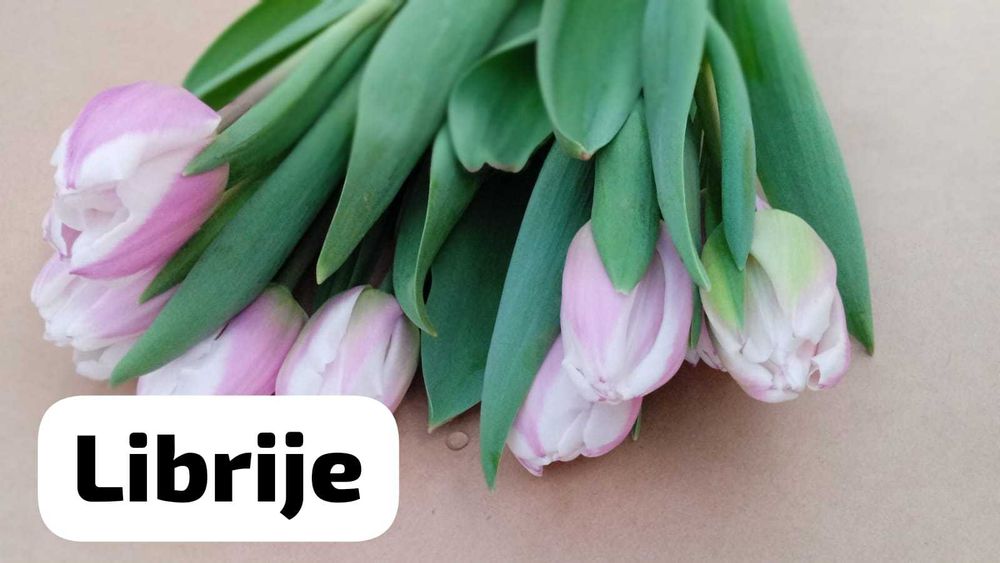 Тюльпаны Голландские свежие