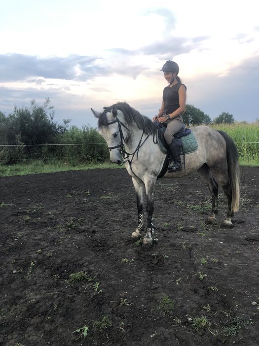 Cal de sarituri, cal de scoala, shagya arab, cal echitatie