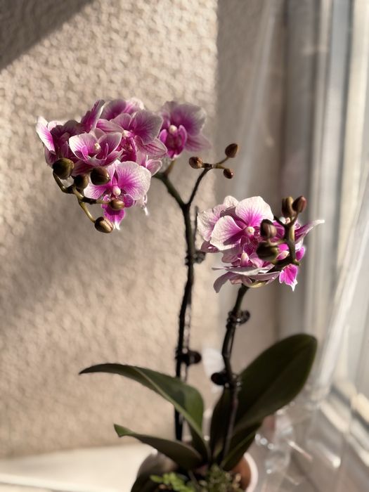 Живые орхидеи (свежая поставка)