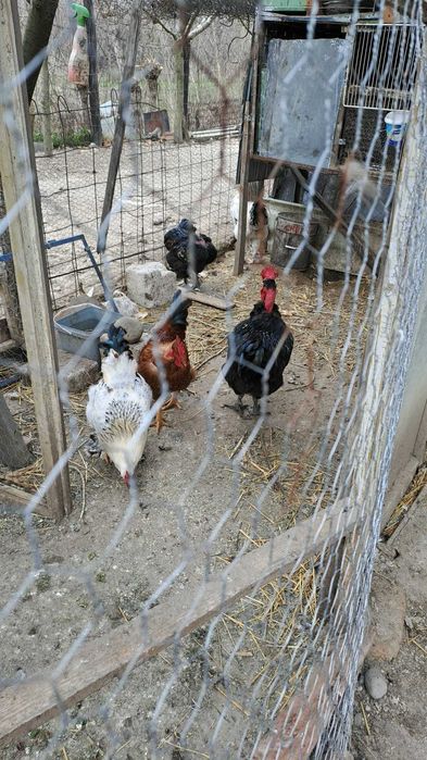 Pasari de curte, gaini, cocosi, rate