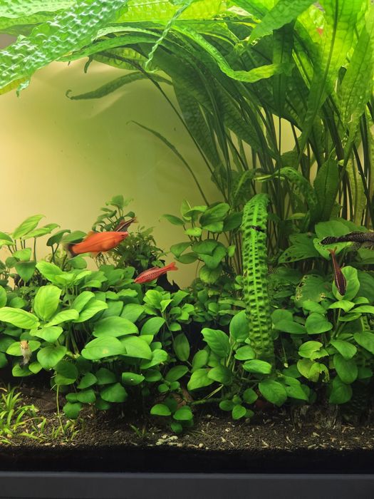 Acvariu complet Aquatlantis 240 litri