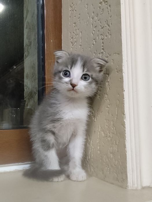 Шотландская вислоухая кошка