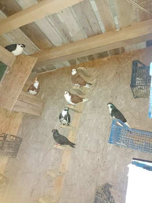 Vând sau schimb jucători moțați și gălățeni disponibili