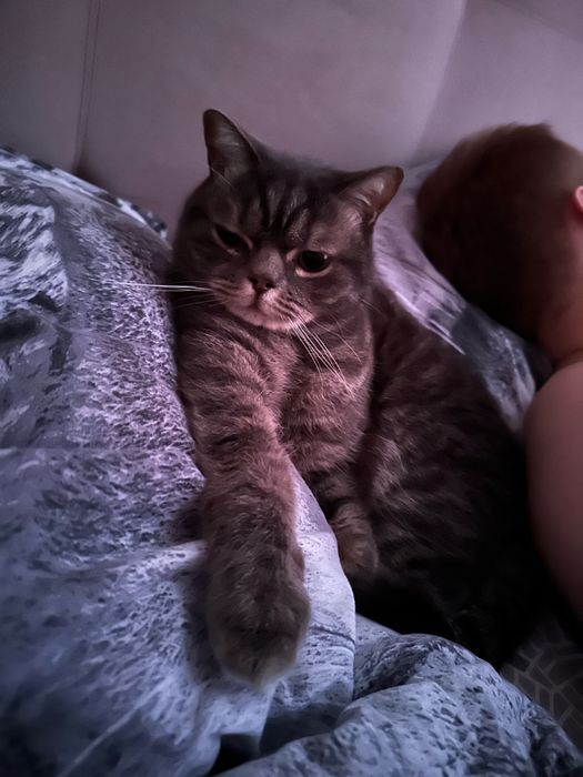 Отдам кота в добрые руки