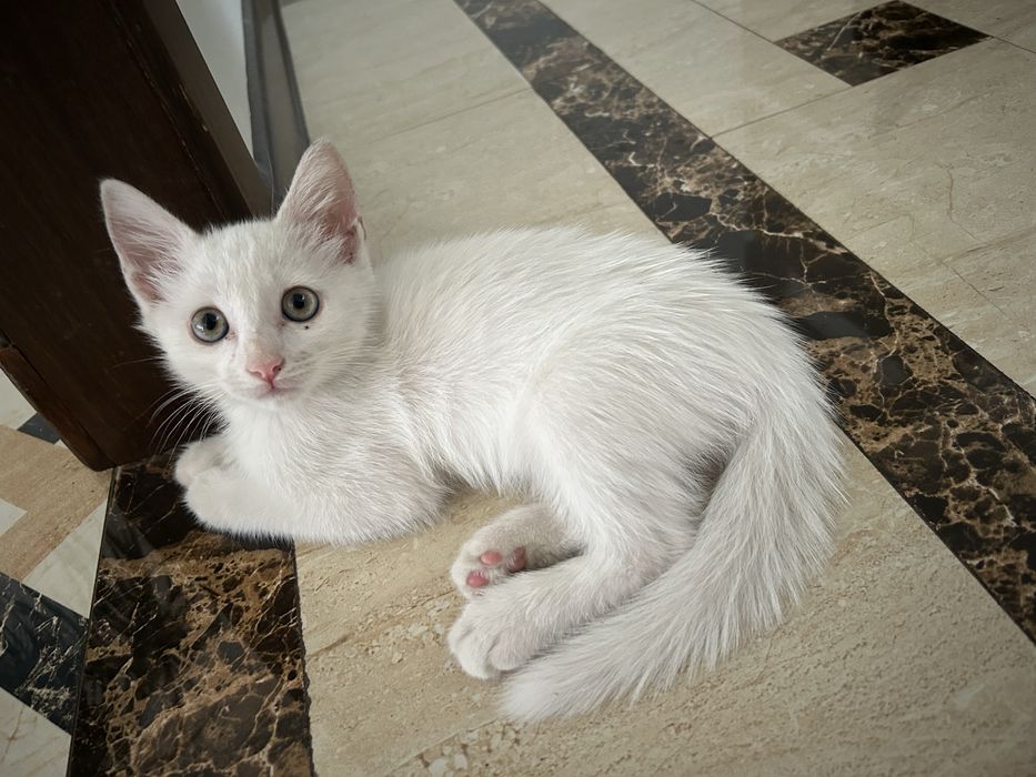 Отдам в хорошие руки котенка