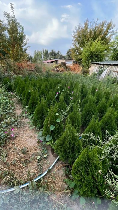 Продам Туи Смарагд