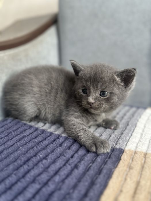 Отдам котят  в добрые руки!
