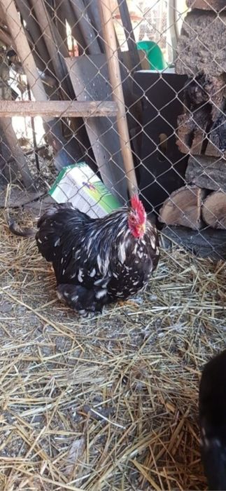 Cochinchina pitic bobat