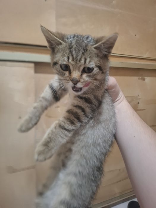 Отдам котенка в добрые руки