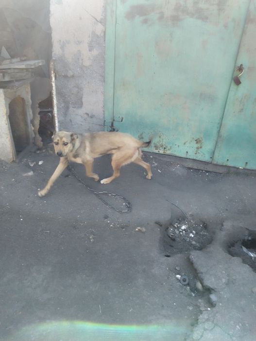 Полу-Бельгийская овчарка