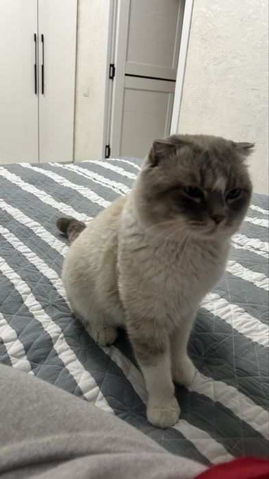 Кот ищет себе девушку