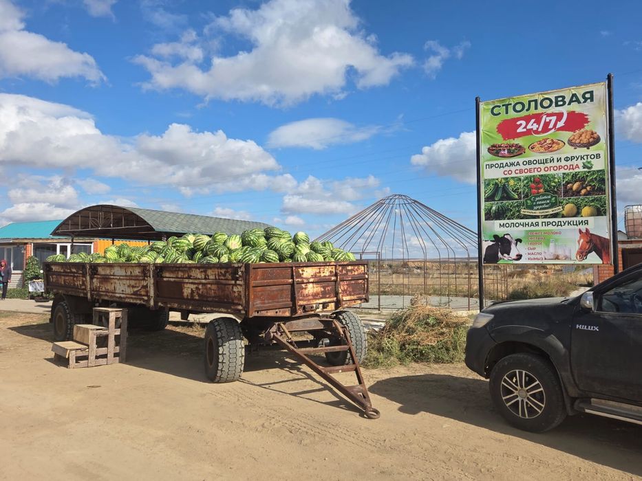 Арбузы оптом продам