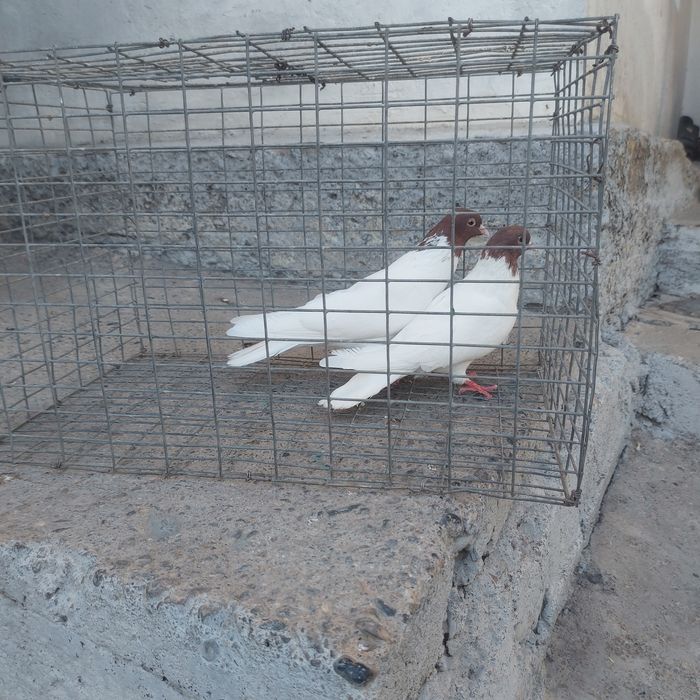 Кызылбас пара лет с игрой