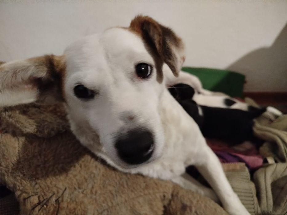 Отдам в добрые руки собак