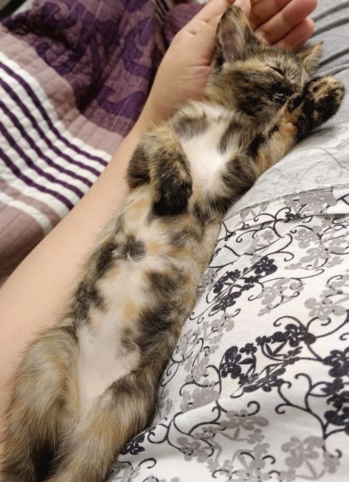 Котенок бесплатно