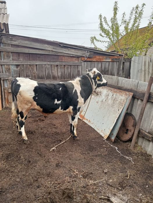 Продам бычок 1год 3месяц