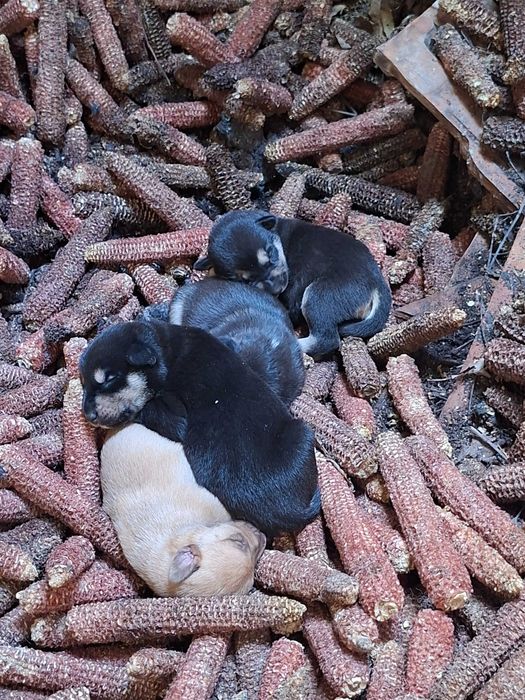 Cătelusi pentru adoptie