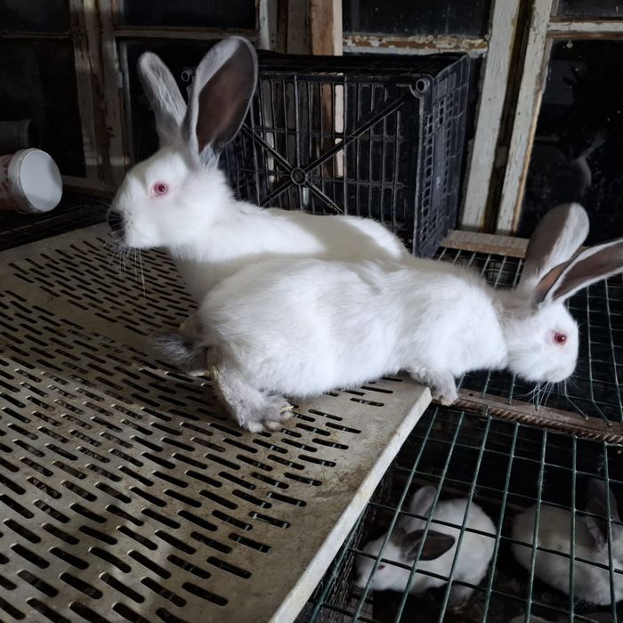 Vând masculi (pui) Uriaş de Transilvania