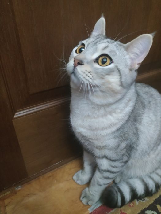 Мушук боллари сотилади