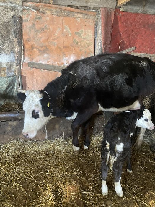 Продам  корову с теленком