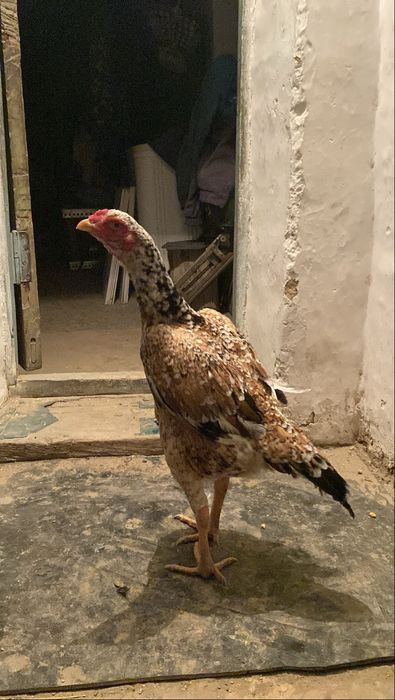 Дакан бойцовый мекен зор