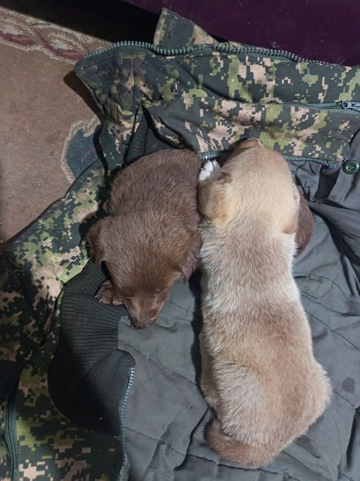 Щенки Девочки Звоночки