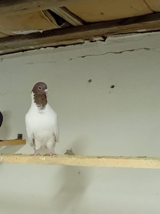 Кептер сатылады!