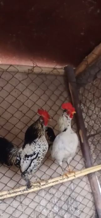 Ёпончалар сотилади