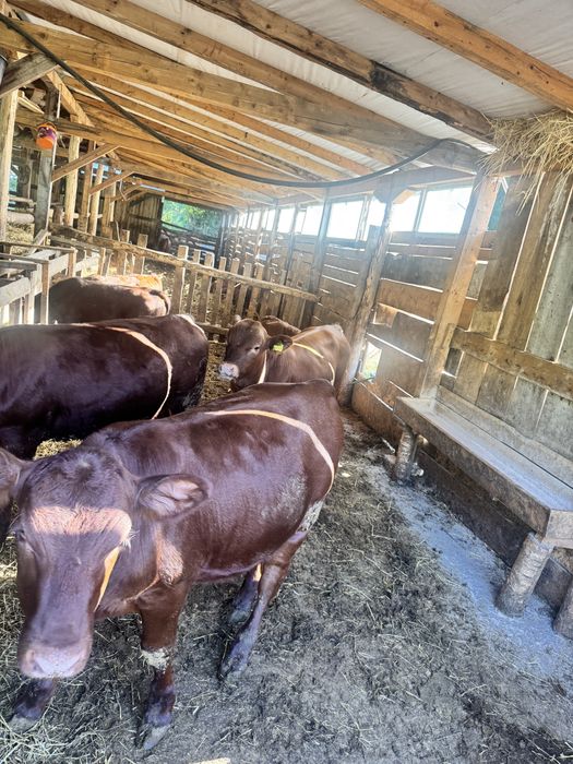 Vitei angus,taur angus si vaca angus