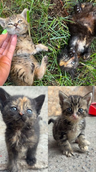 Котята , 2 девочки и мальчик