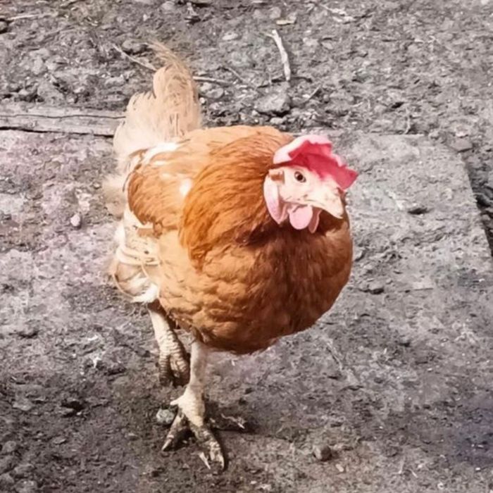 Puicute rosi  ouatoare