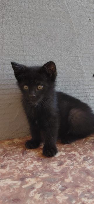 Котенок Ходит в лоток. Отдам котёнка в добрые руки.