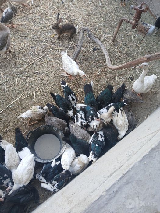 Gʻozlar bor katta katta