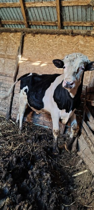 Vând taure de prăsilă și tăuraș