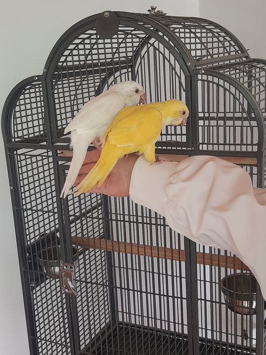 Papagali puiuți călugări