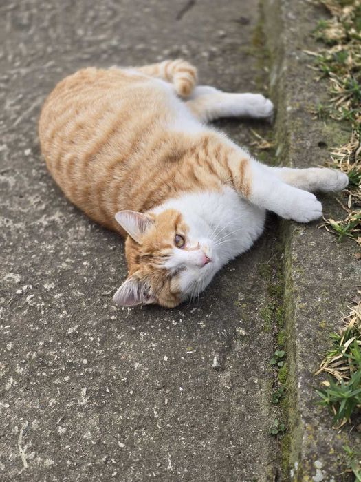 Подаряват се котета