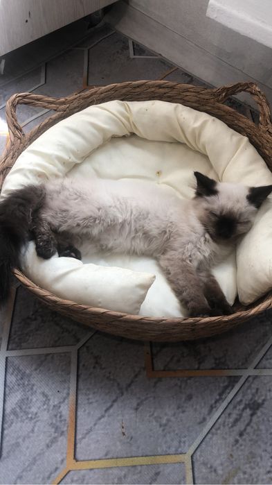 Котёнок 4 месяца мальчик