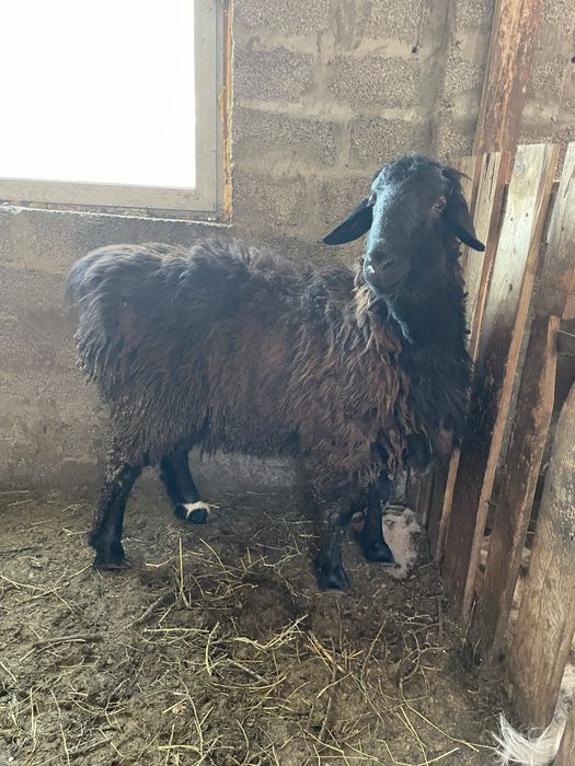 Кошкар сатылады семыз