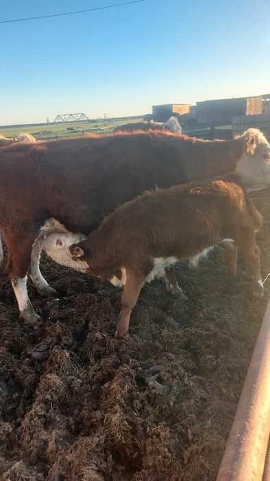 Продам КРС, в количестве 40 голов