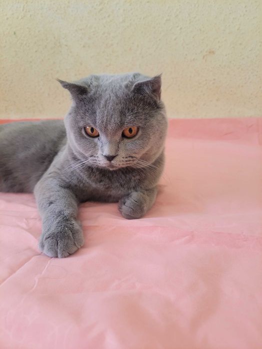 Scotsh strayt zotdor mushuk